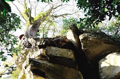 树根巨大的力量穿破石头