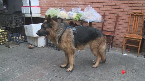 重庆一牧羊犬走失 在原地不吃不喝等主人(图)