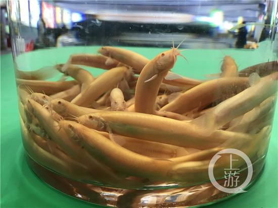 好稀奇金色红眼的金龙鳅你见过吗