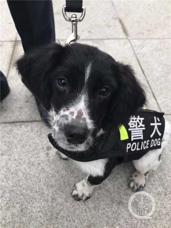 萌狗加入重庆警犬队 初登场就在重庆西站执勤