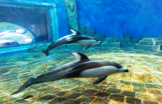 "海中大熊猫"太平洋白边海豚