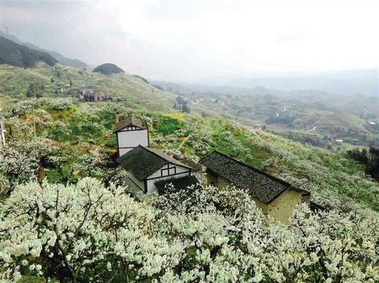 万州分水镇李子花海