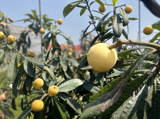 古楼枇杷等你尝鲜合川区第十四届枇杷采果节拉开帷幕