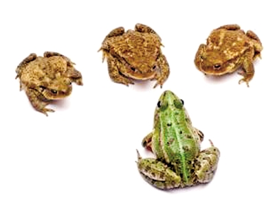 两男子抓青蛙混进癞蛤蟆 煮汤喝一人住院一人亡