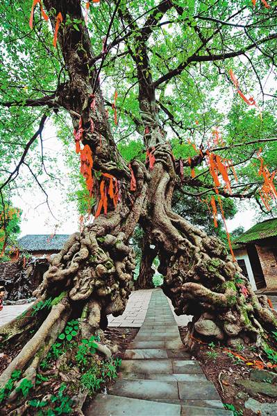 重庆有对"情人树" 相互缠绕300年(图)