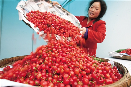 渝北玉峰山,果农把采摘的樱桃堆放在一起.记者 唐浩 摄