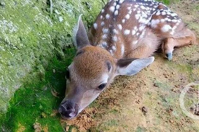 乐和乐都梅花鹿宝宝要和小朋友一起过"六一"