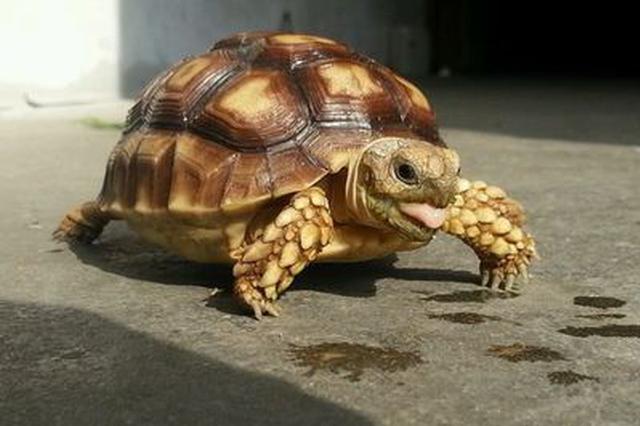 重庆:高价网购9只陆龟当宠物 货到警察也到了