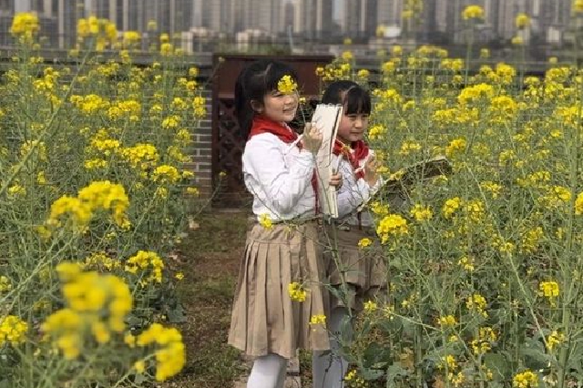 将课堂搬到大自然！重庆小学生种出了一片“油菜花花