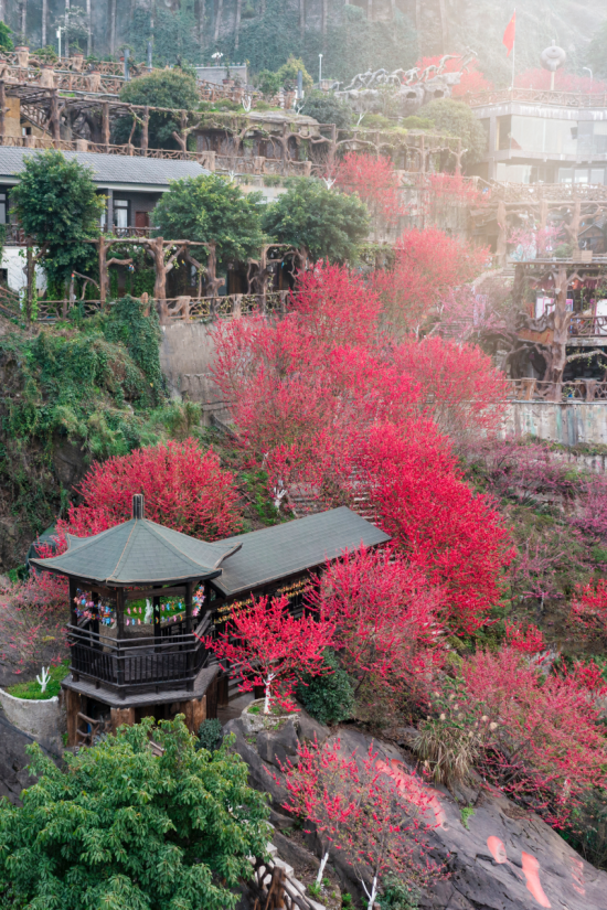 春色怡人的长江岸,铜锣花谷漫山樱花开