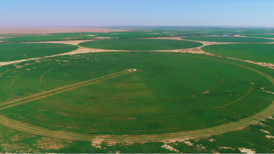 蒙牛集团探访沙漠有机奶源地
