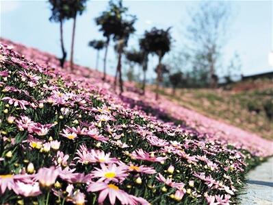 江北区海尔路边坡上的玛格丽特花海.受访单位供图