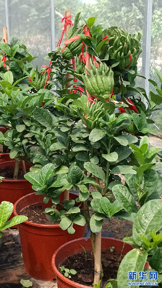 图为园区内佛手示范基地种植的佛手,农科院专家们持续将先进的种植技术推广到田间地头。新华网发(刘禹德 摄)