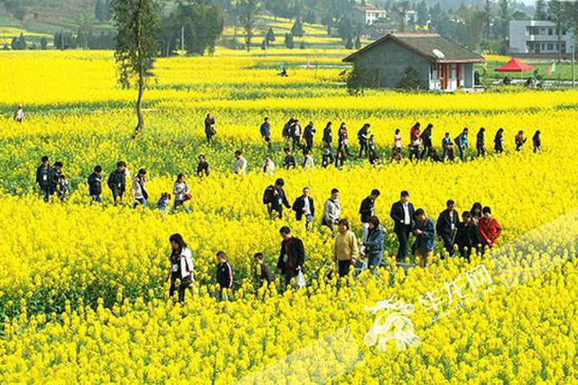 重庆踏青春游哪里好耍? 可以跟着精品线路去赏花