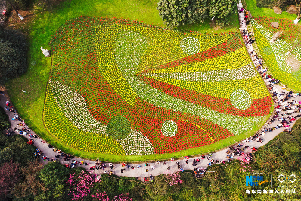 航拍重庆花卉园 数万株郁金香迎春盛放