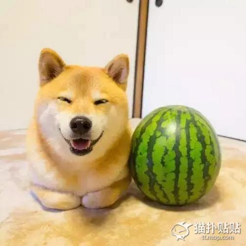 据说妹子无法抗拒这只单身狗