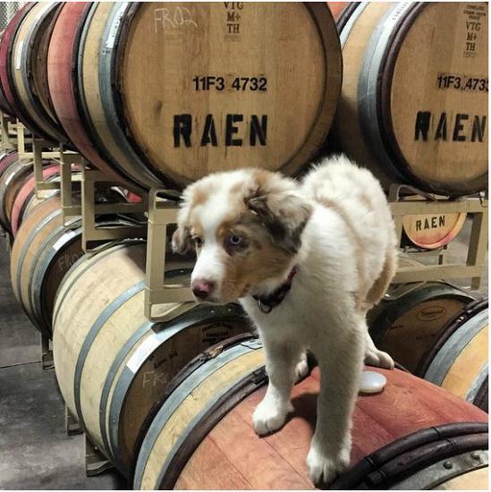 酿酒狗:你们全体后退,我要讲我的酿造哲学了