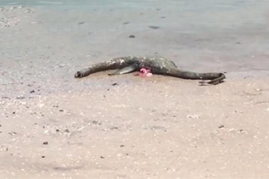 海滩冲来一只怪物 模样酷似尼斯湖水怪