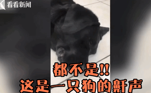 狗狗鼾声如“机枪扫射” 爆笑视频>>