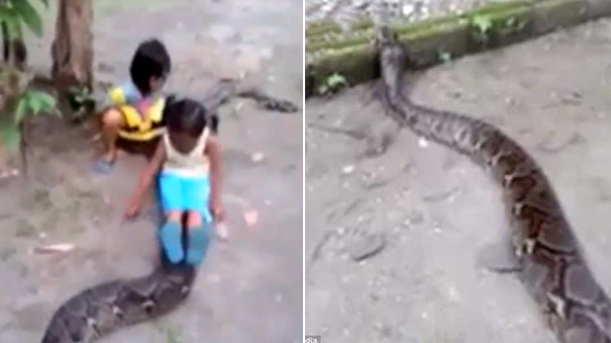 巨蟒能吞下成年男子 女孩骑它身上玩耍