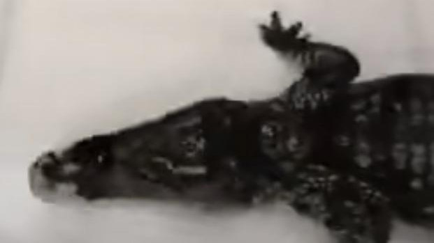 吓skr人！暴雨中路边出现一条1.5米长的鳄鱼