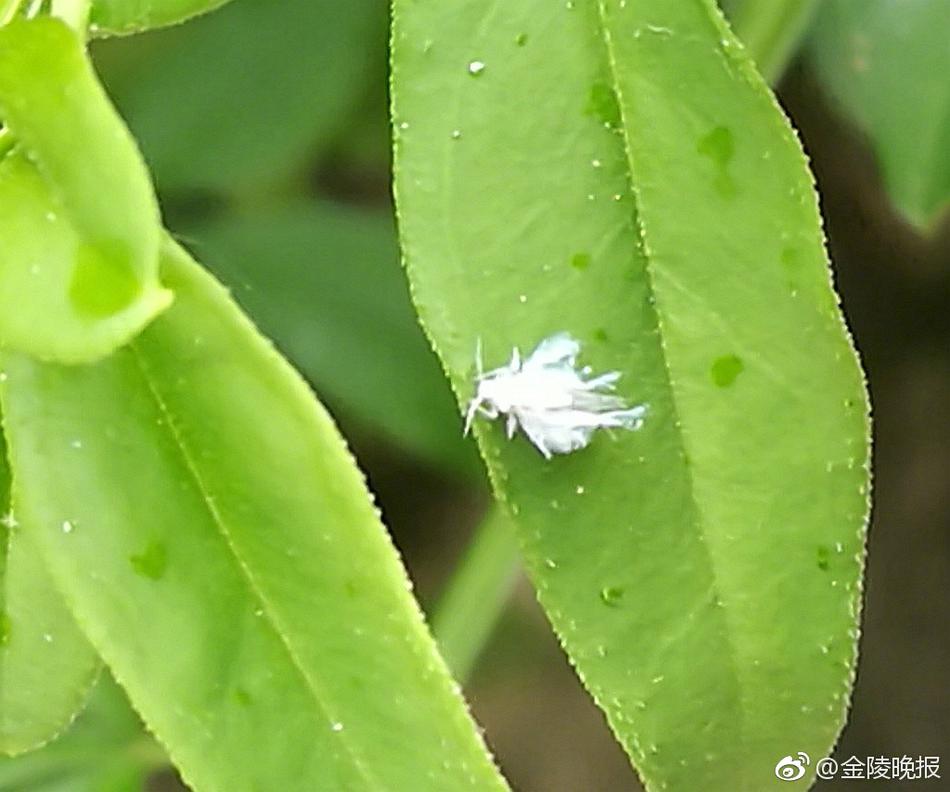 这不是白色毛絮 而是长翅膀的活物