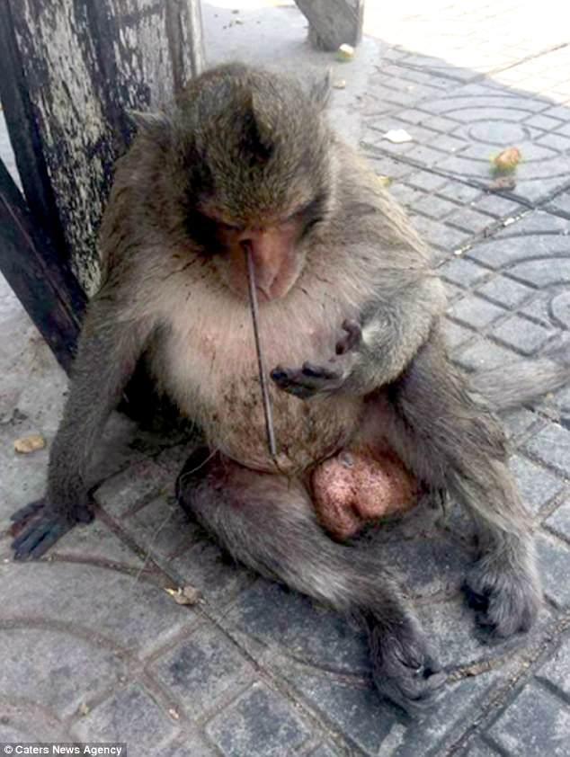 母猴子器官是什么样子图片
