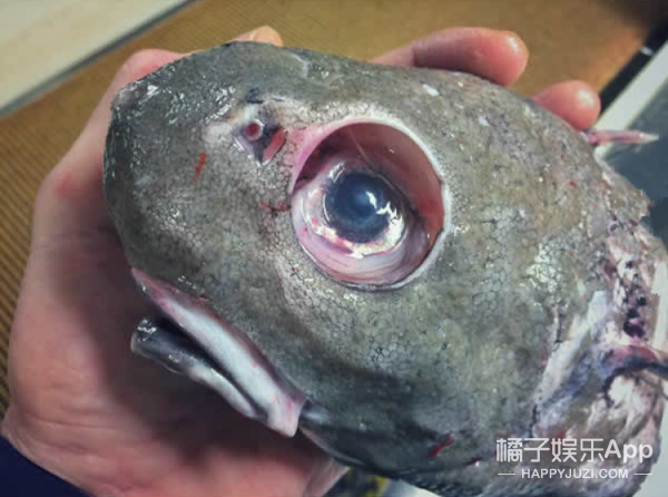深海里的鱼可怕图片