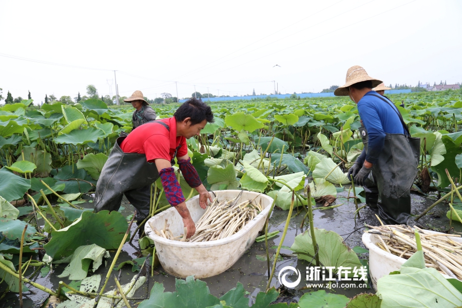 湖州生態藕帶 帶動村民增收