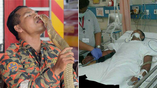 被眼镜王蛇咬8次不死 传奇斗蛇人这次终失手