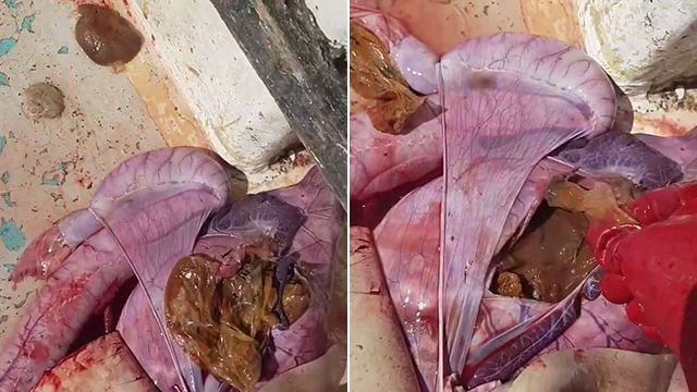 虎鲨奄奄一息被发现 男子将其肚子剖开后吓一跳