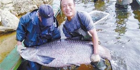 豫闻:信阳捕获147斤大鱼创纪录