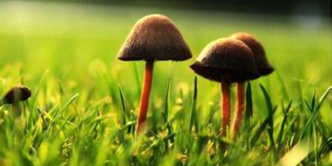 川讯:成都双流现巨大蘑菇像人大脑