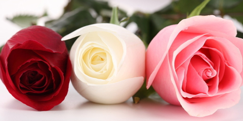 七夕的恶意：你送(收)的到底是玫瑰还是月季