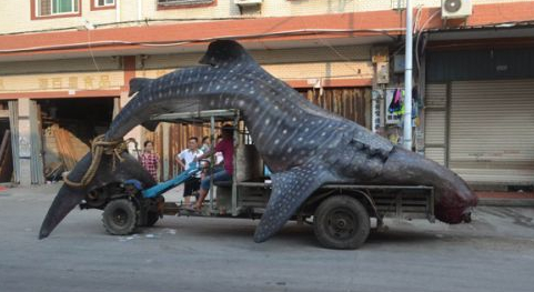 福建石狮渔民误捕巨型鲸鲨被切割 