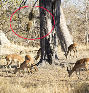 豹子高空跳下捕捉高角羚瞬间一只豹从12米高的地方跳下,捕捉猎物,这是