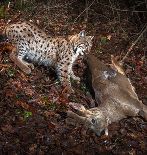 相机陷阱抓拍:猞猁凌厉捕食
