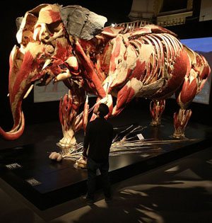 爱尔兰动物解剖展:3.2吨大象标本