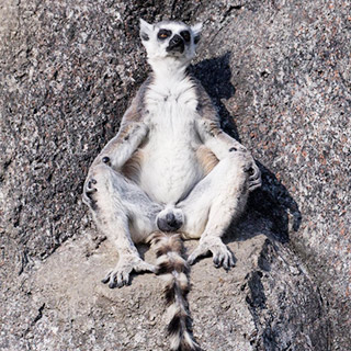 0% 向下滑动 向上滑动 &nbsp; 杭州野生动物世界的环尾狐猴在晒太阳时