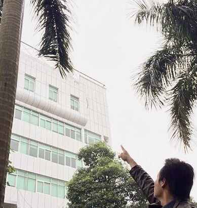 南靖一男子被路边大王椰树叶砸死 树叶重达60斤(图)