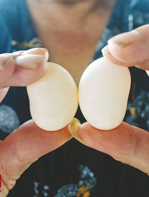 绵阳一鸽子产畸形蛋 像对猪腰子