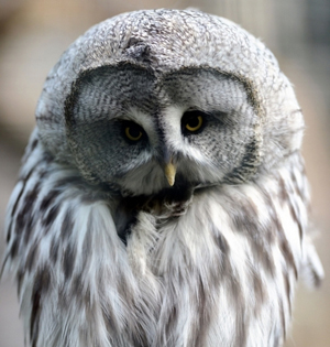 捷克动物园拉普兰猫头鹰可爱卖萌