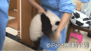 受到了萌系攻击