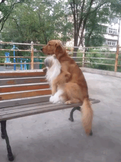 活的还不如狗呢！