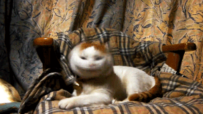 要多久才能飞起来