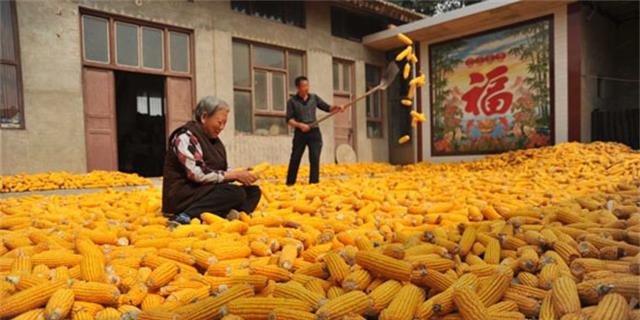 农民伤心:大户流转土地后毁约