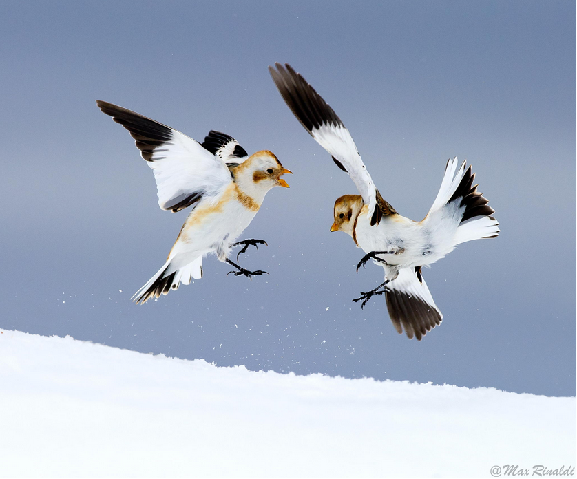 自然萌货的空中舞姿动物摄影的决定性瞬间