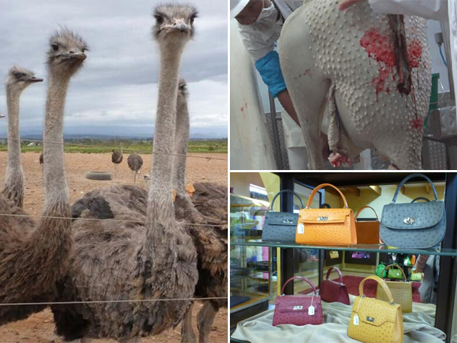 年幼鸵鸟惨遭杀害 只为制名牌"奢华包"