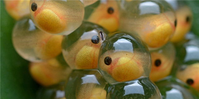 如果把蝌蚪的眼睛装在尾巴上