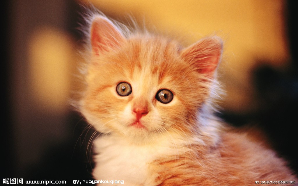 喵星人不抓老鼠的锅谁来背？